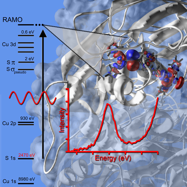 Electron transfer pathway in nitrite reductase
